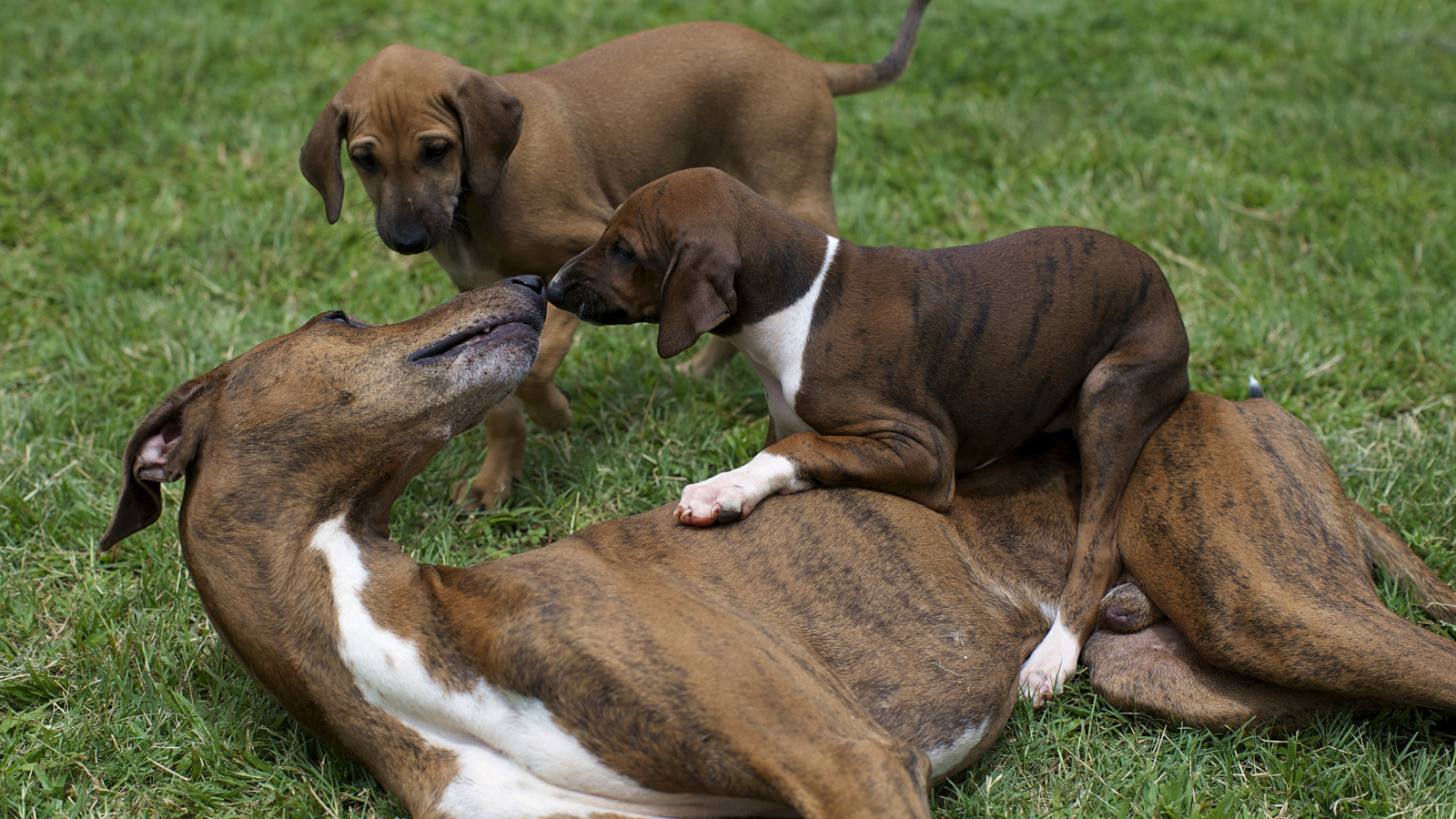 Мама азавак играет с щенками