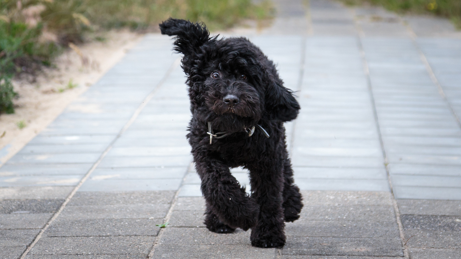Собака барбет бежит по тротуару