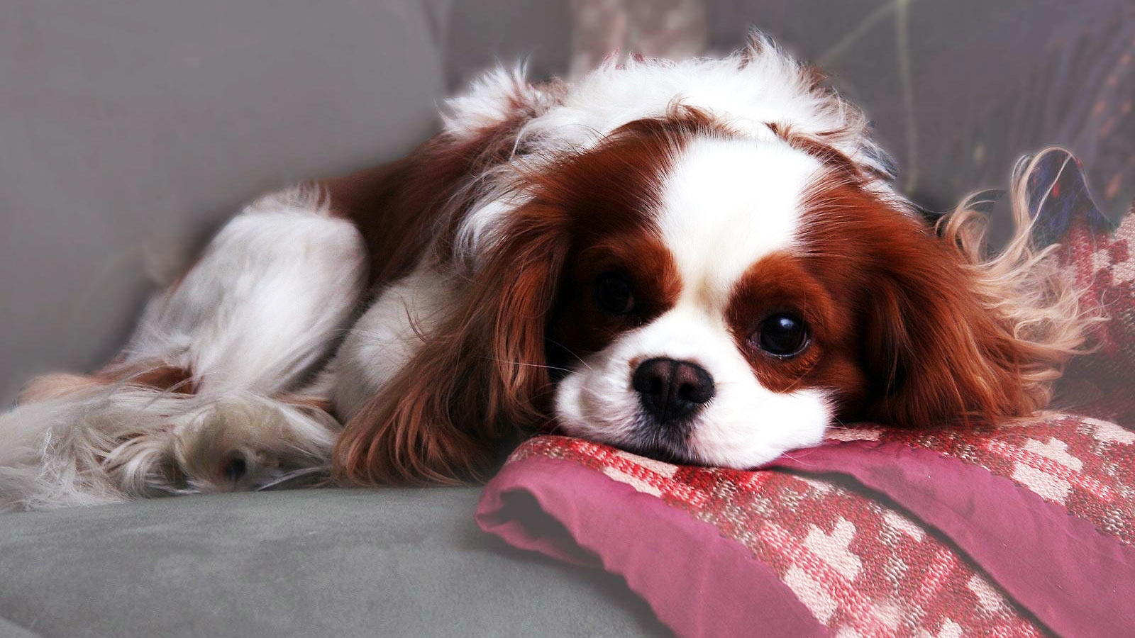 Красивый спаниель лежит