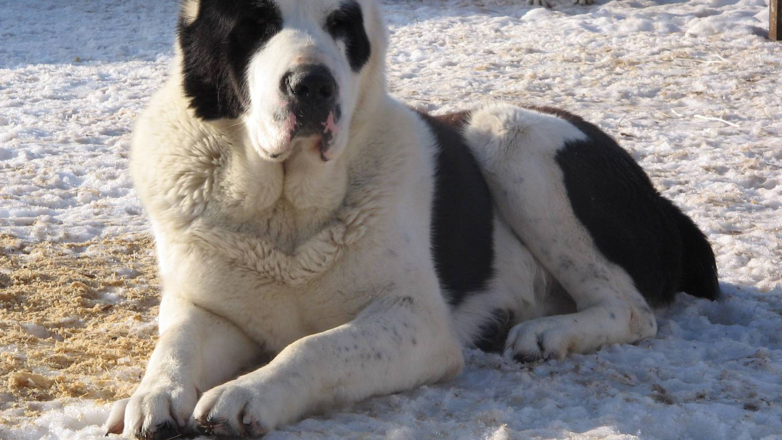Красивый алабай в вольере