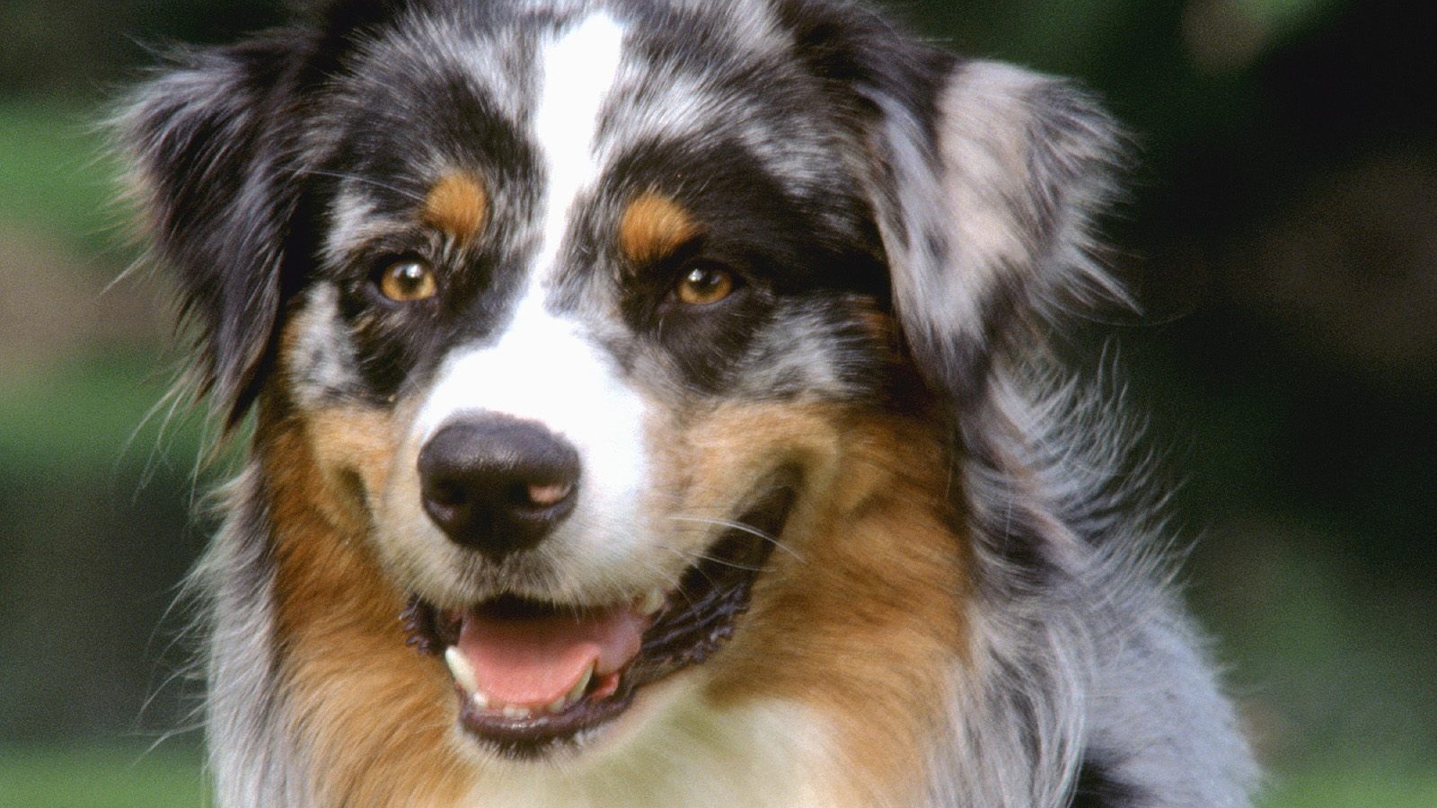 Красивый пес колли