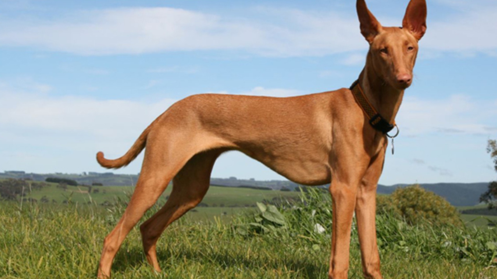 Красивый пес Фараонова собака