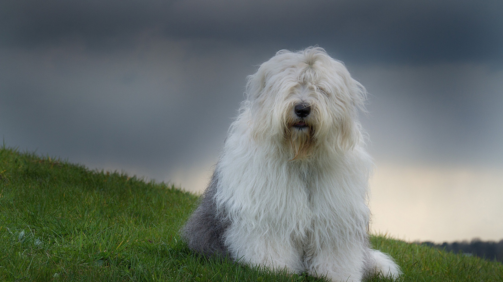 Красивый пес породы бобтейл