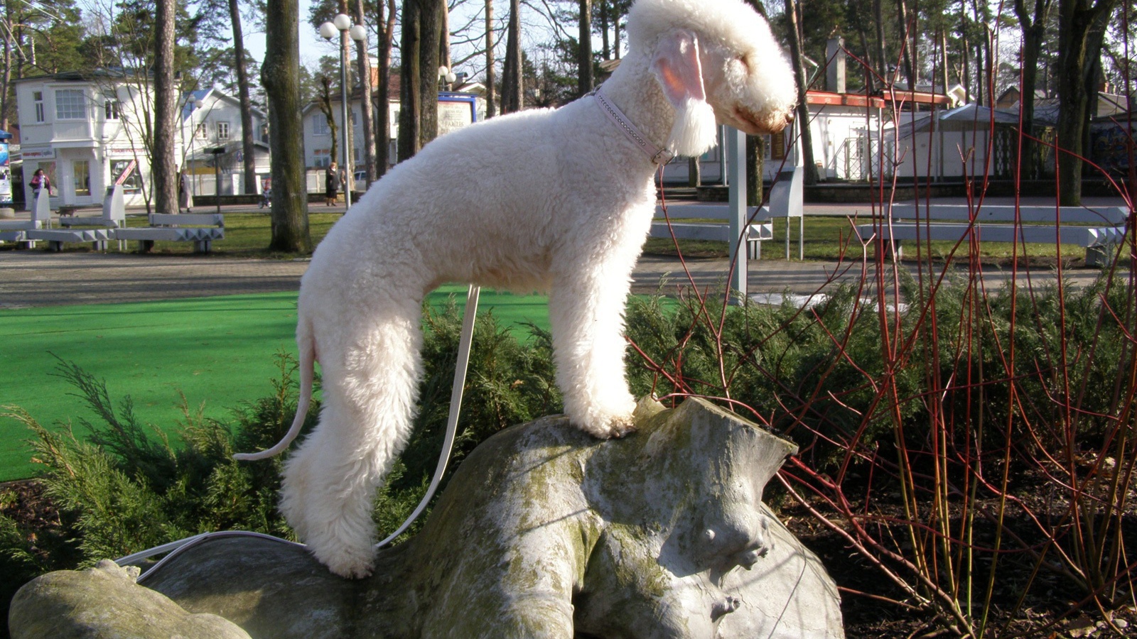 Бедлингтон терьер на камне