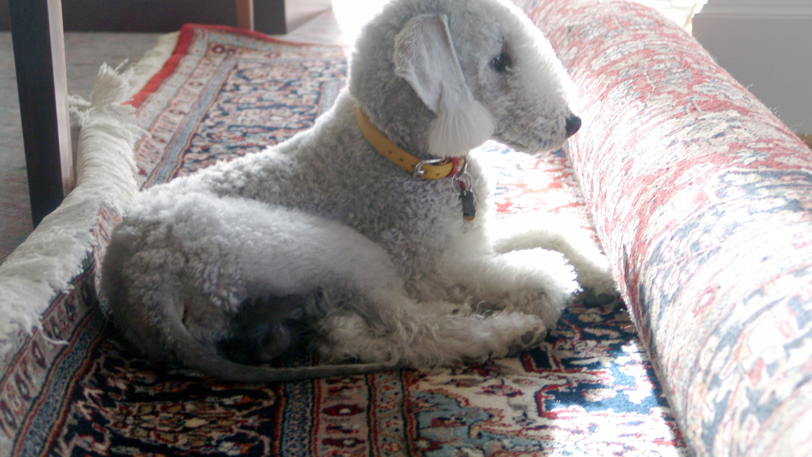 Бедлингтон терьер на ковре