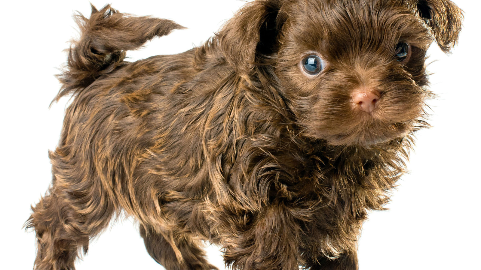 Болонка коричневого цвета