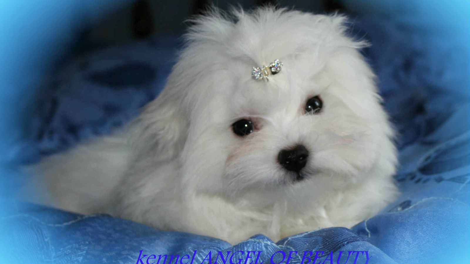 Болонка собака ангел