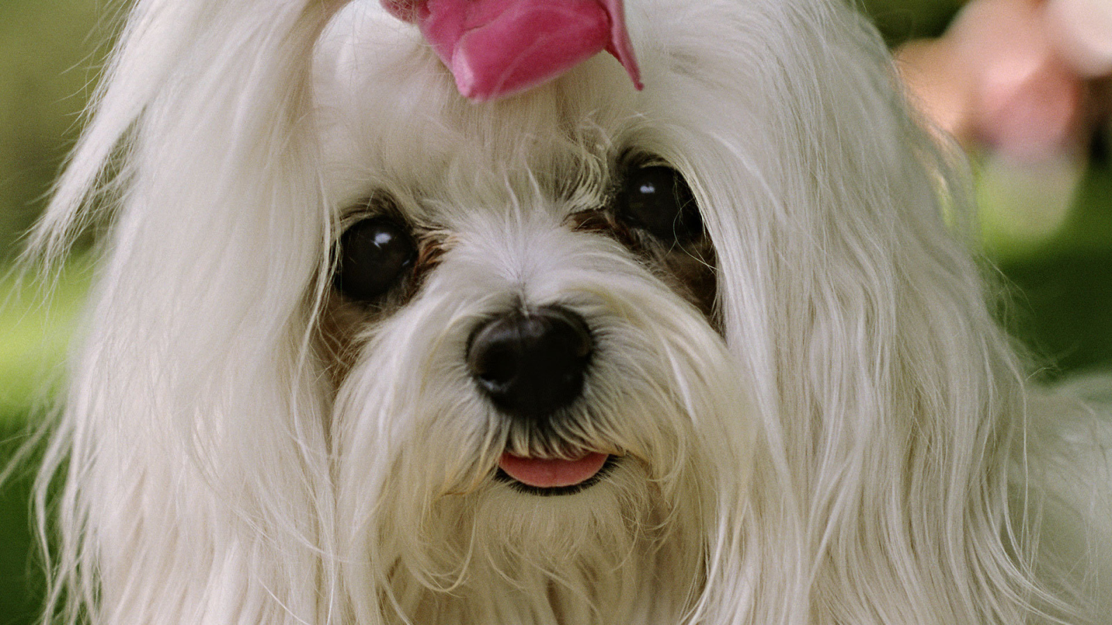 Болонка с выразительными глазами