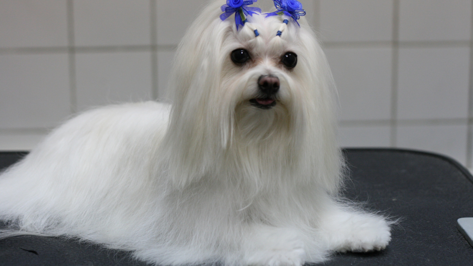 Болонка с украшениями