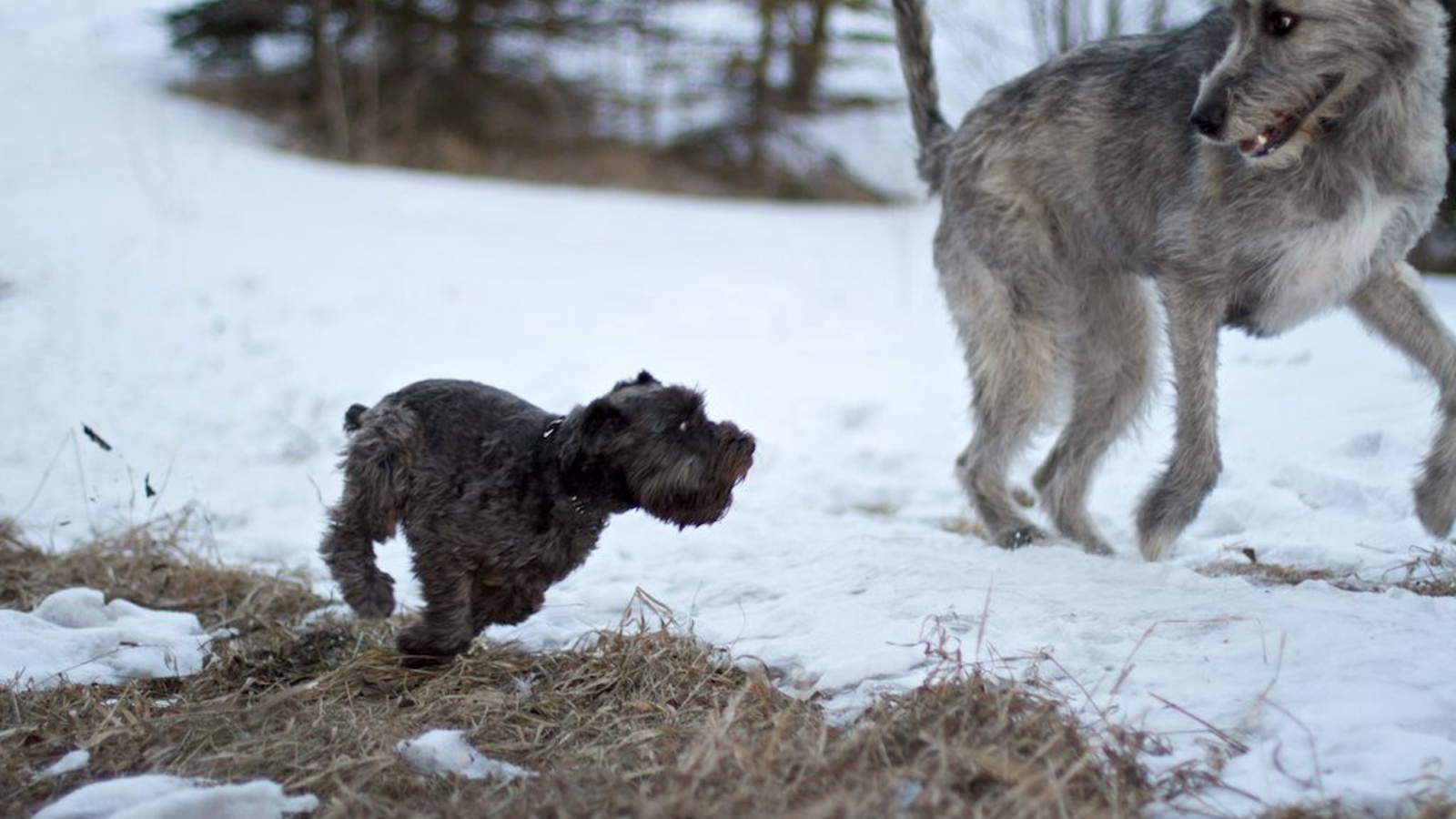 Большой ирландский волкодав убегает от маленькой собачки