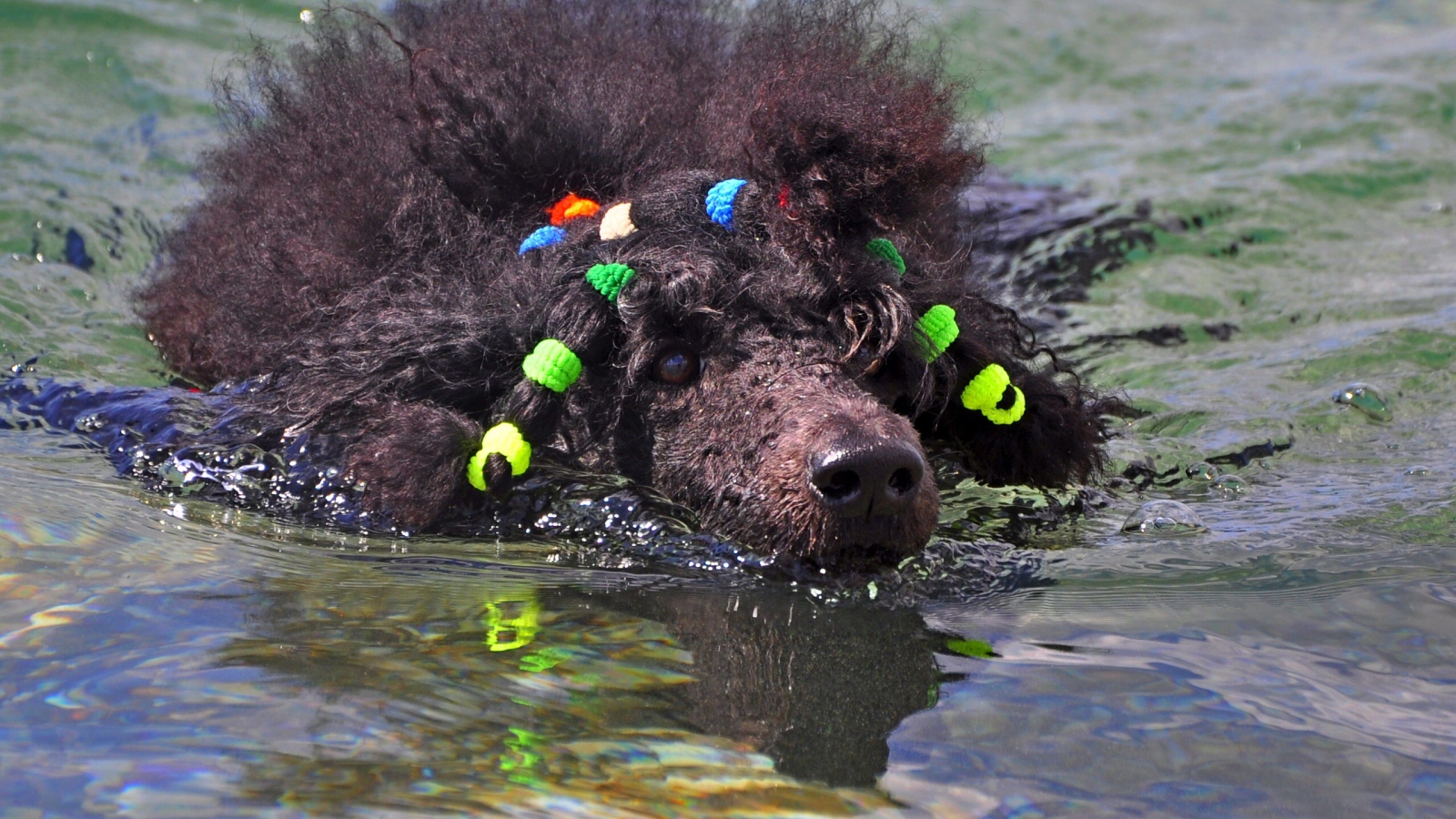 Черный пудель плывет