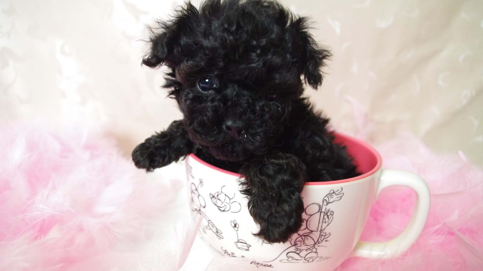 Черный щенок пуделя в чашке
