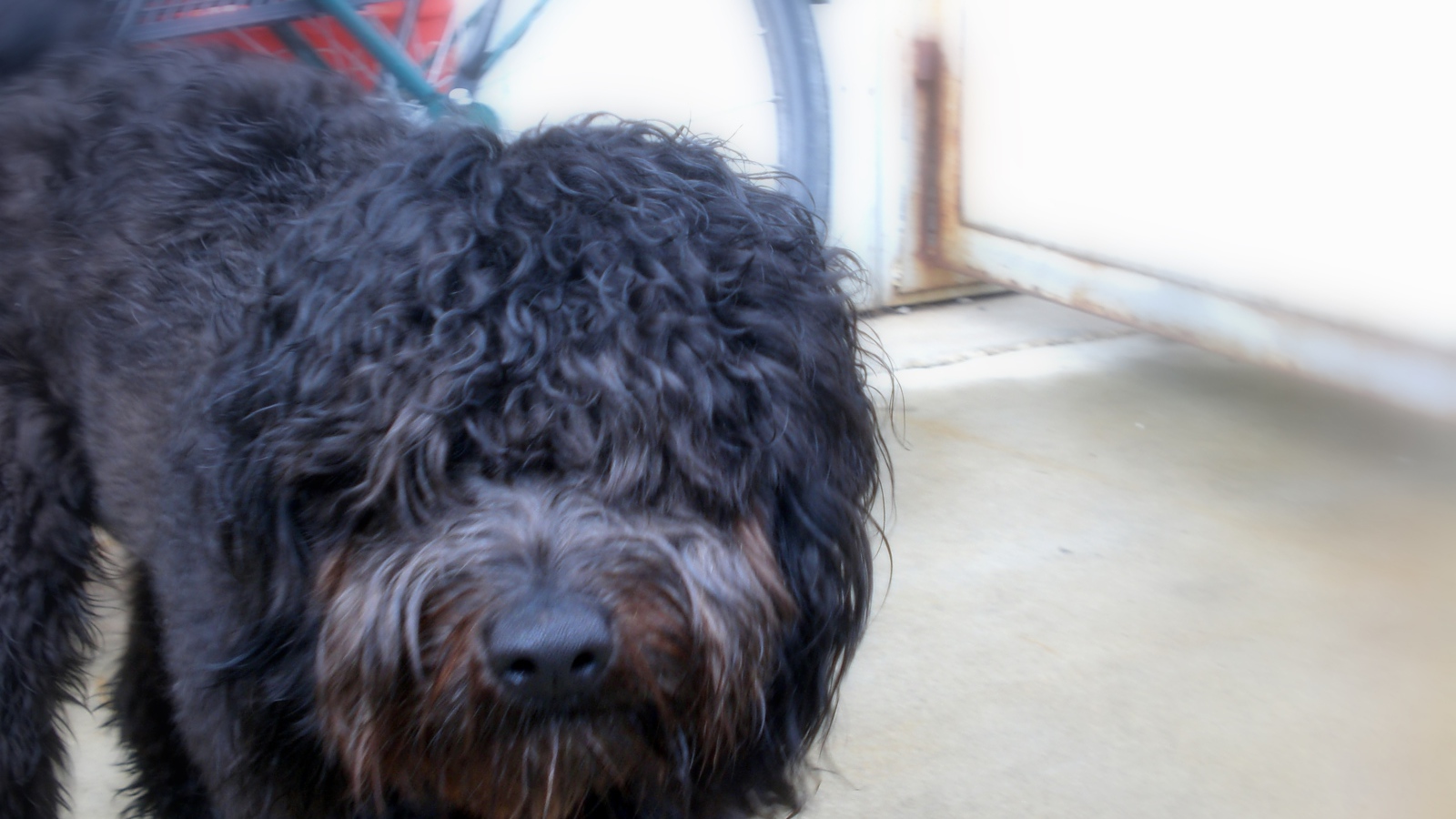 Черный лохматый барбет