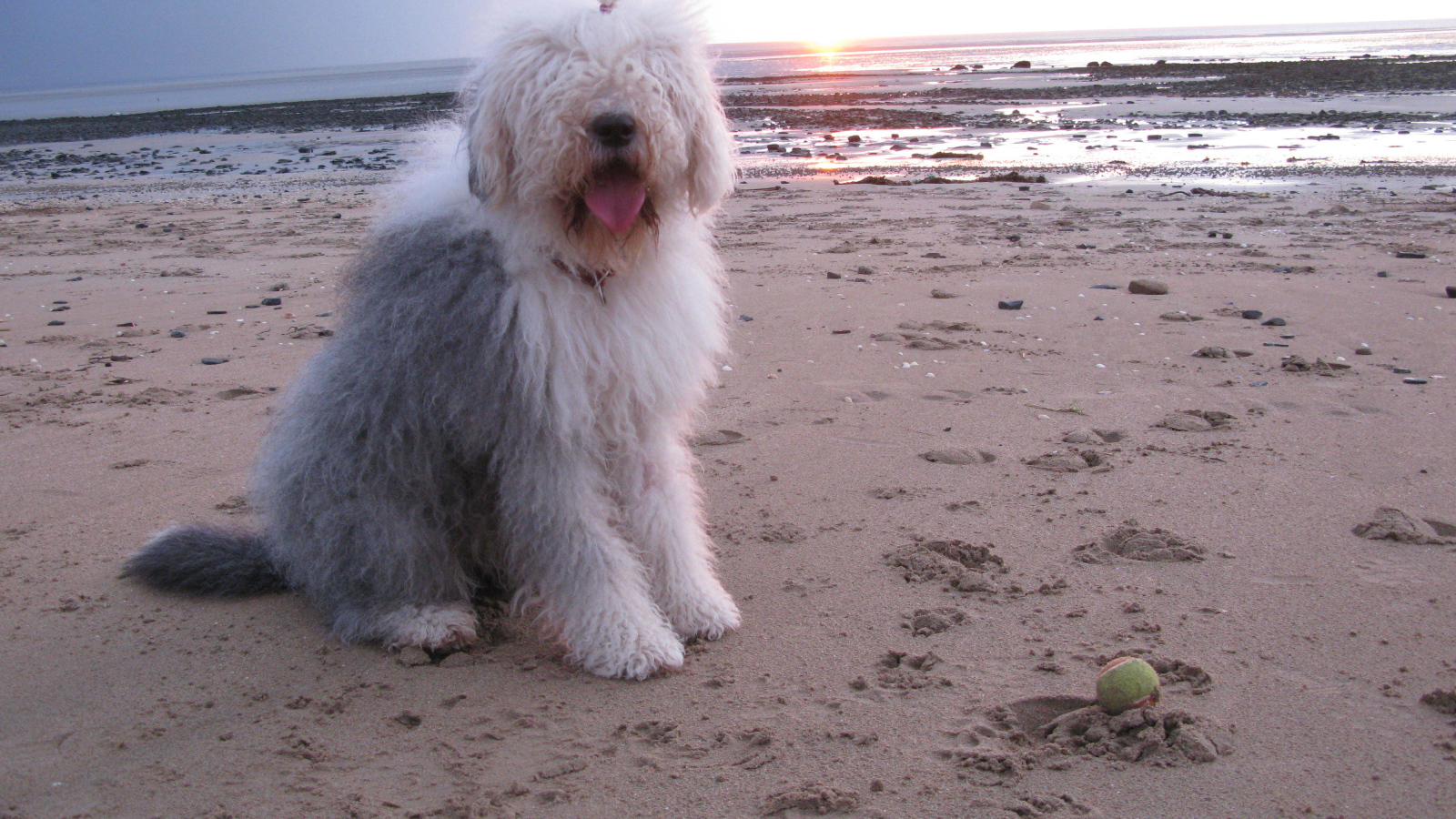 Бобтейл на фоне заката