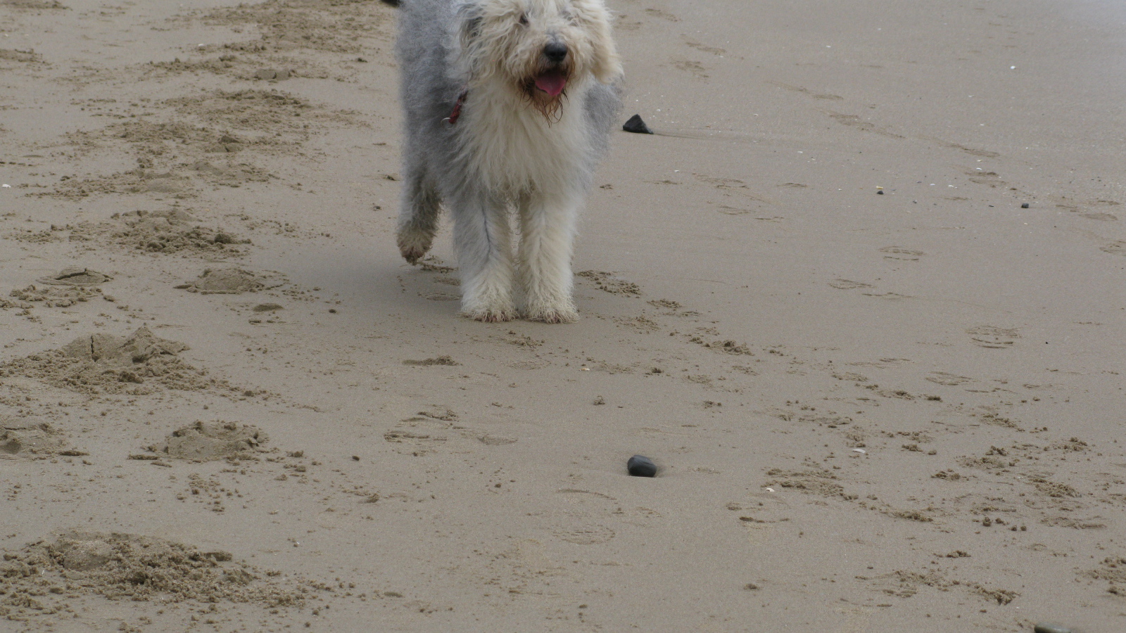 Собака бобтейл на пляже