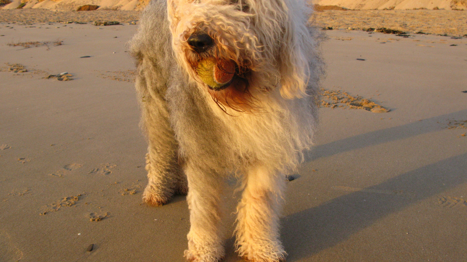 Лохматый бобтейл с мячом