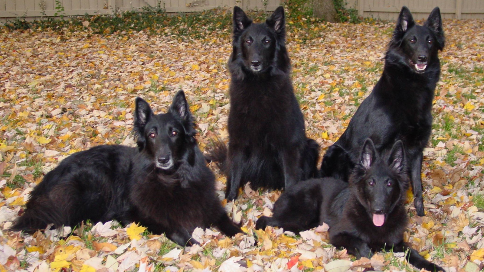 Порода собак муди