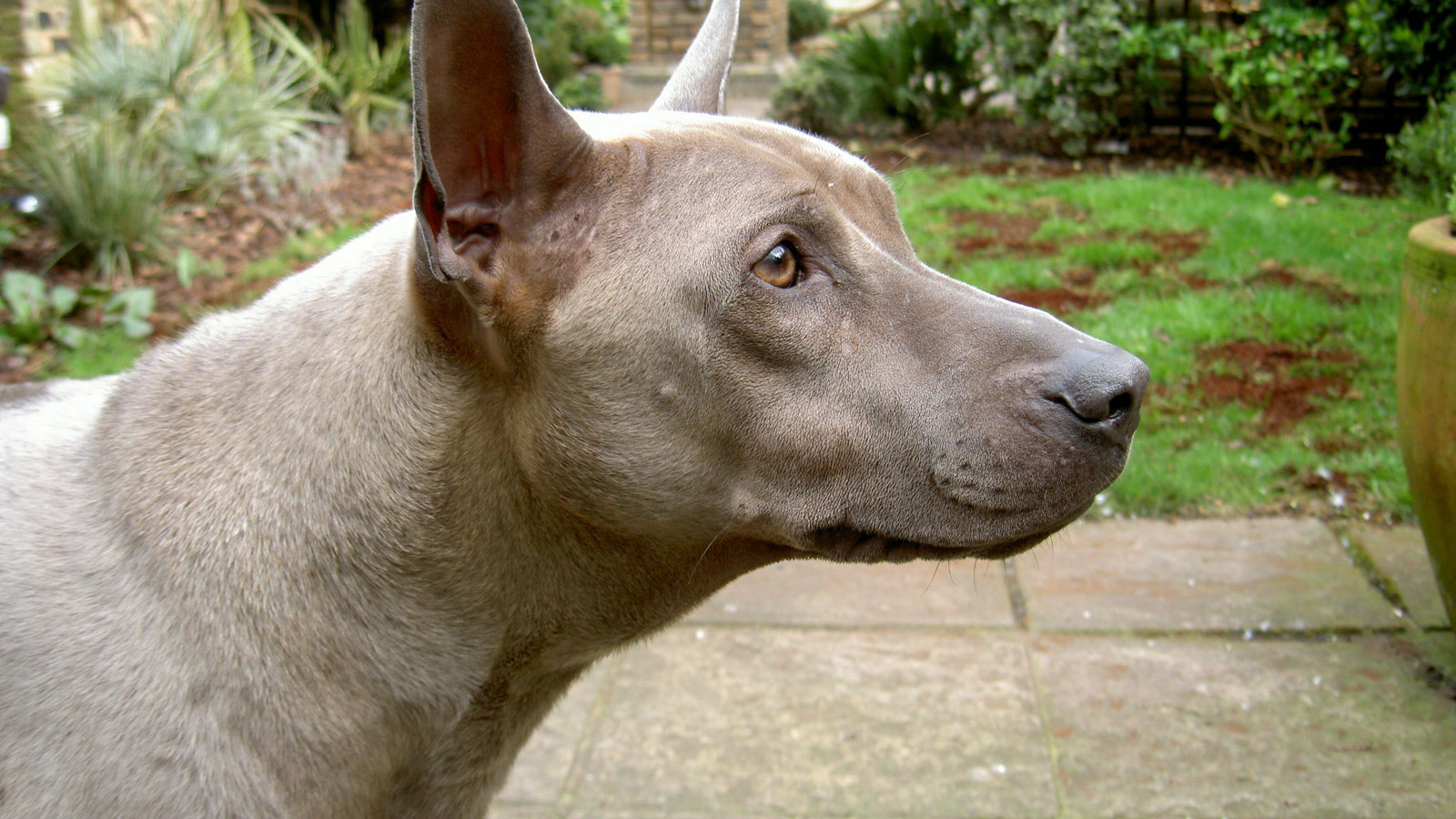 Коричневый тайский риджбек