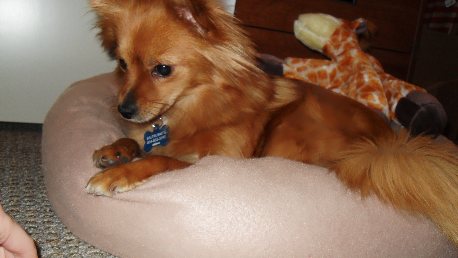 Коричневый папильон на подушке