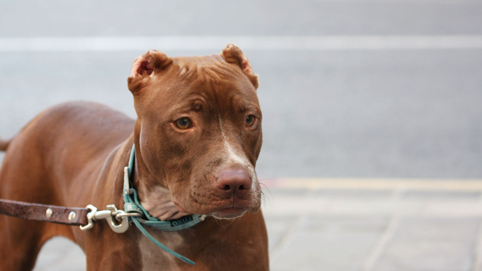 Коричневый питбуль на поводке