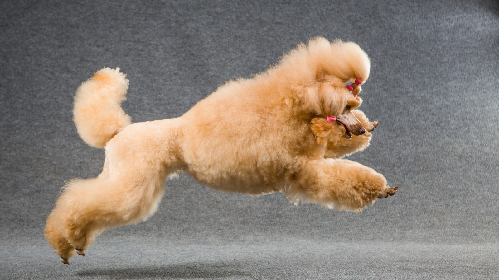 Коричневый пудель прыгает