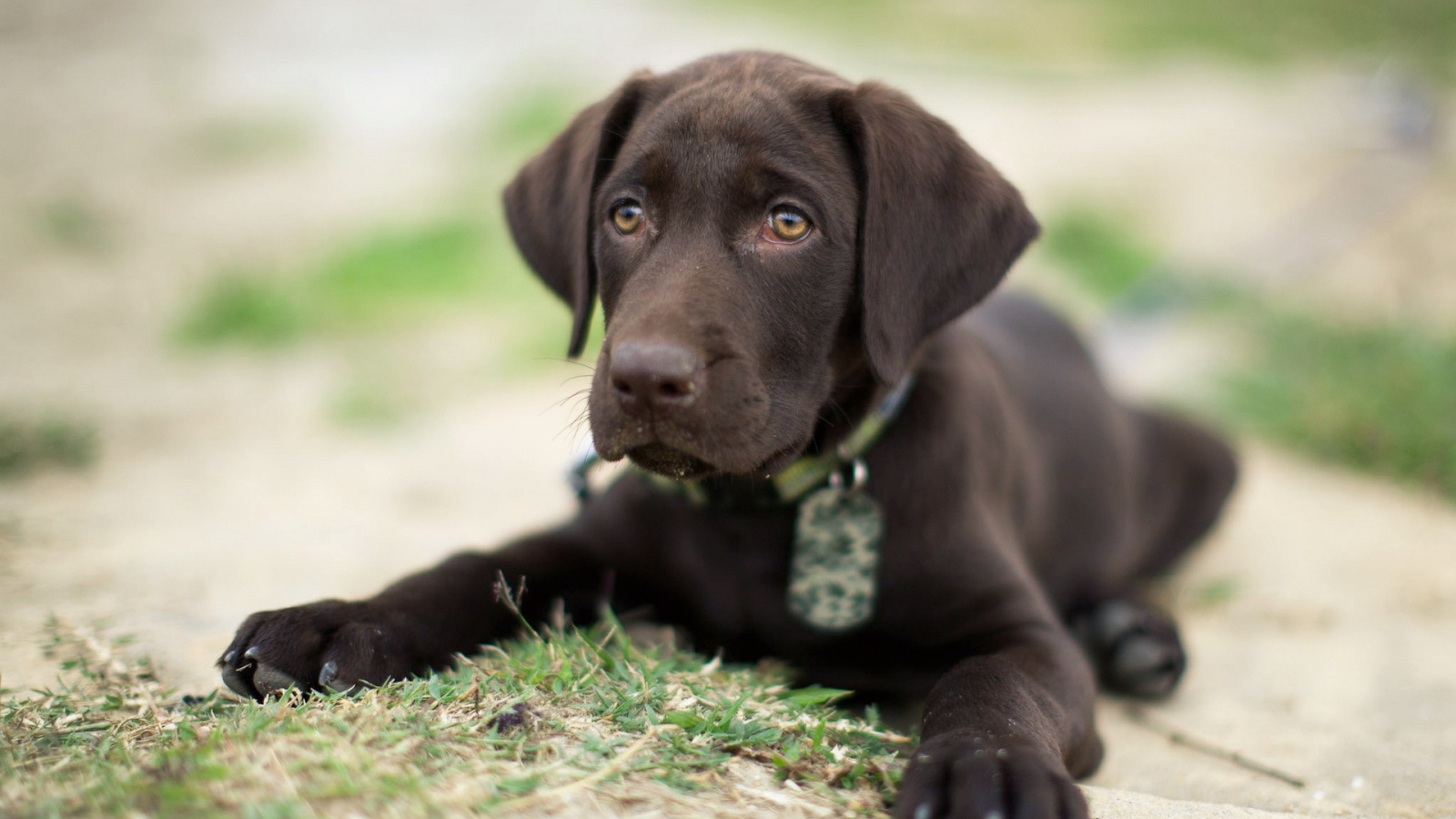 Коричневый щенок на траве