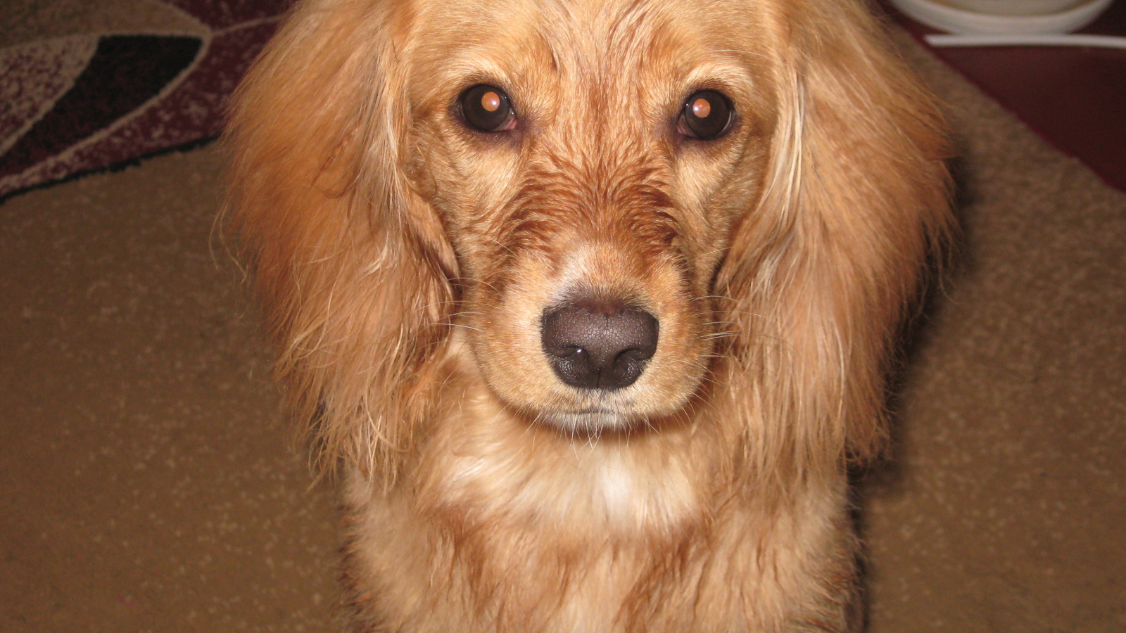 Горящие глаза спаниеля