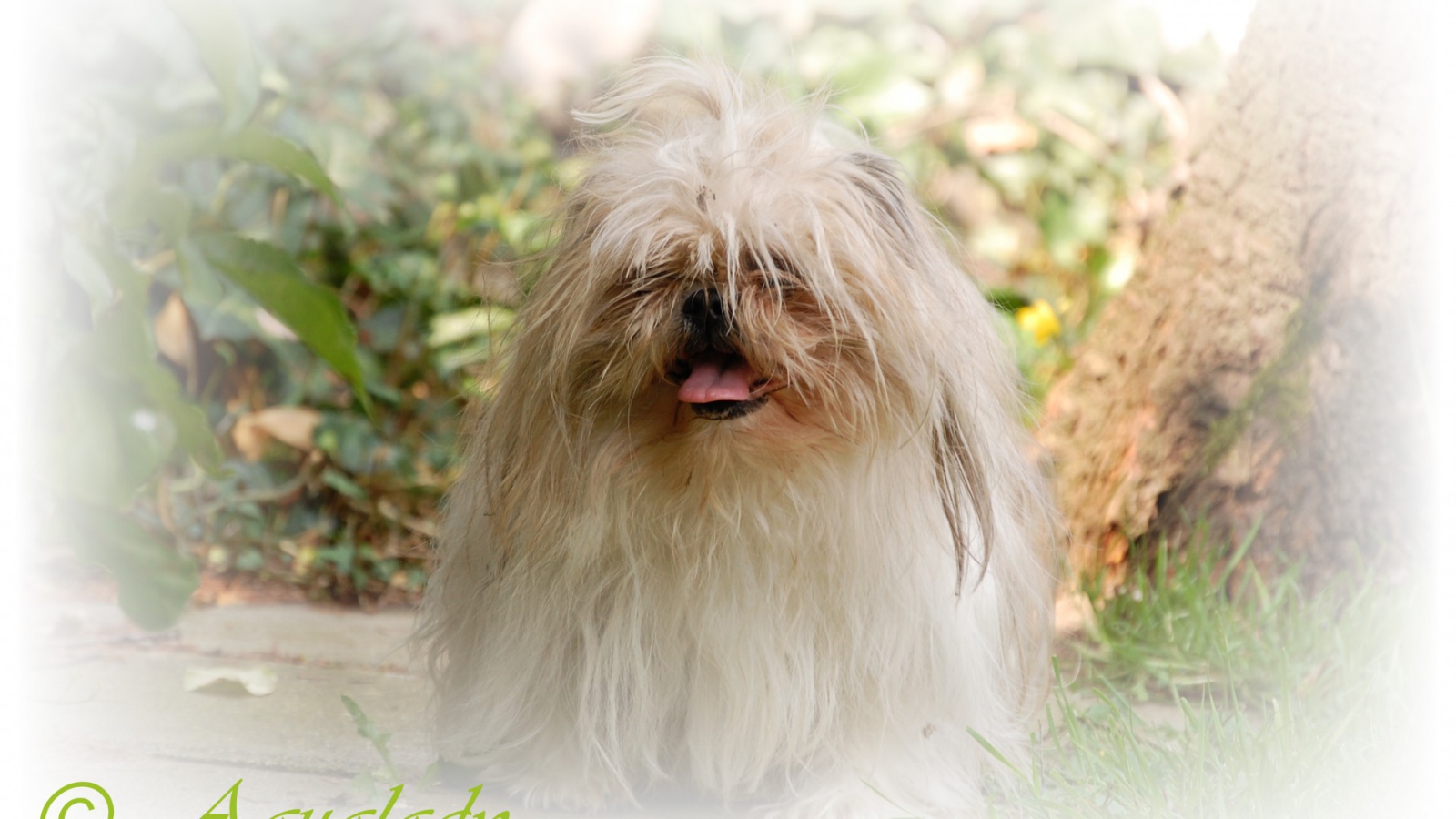 Открытка с псом шитцу