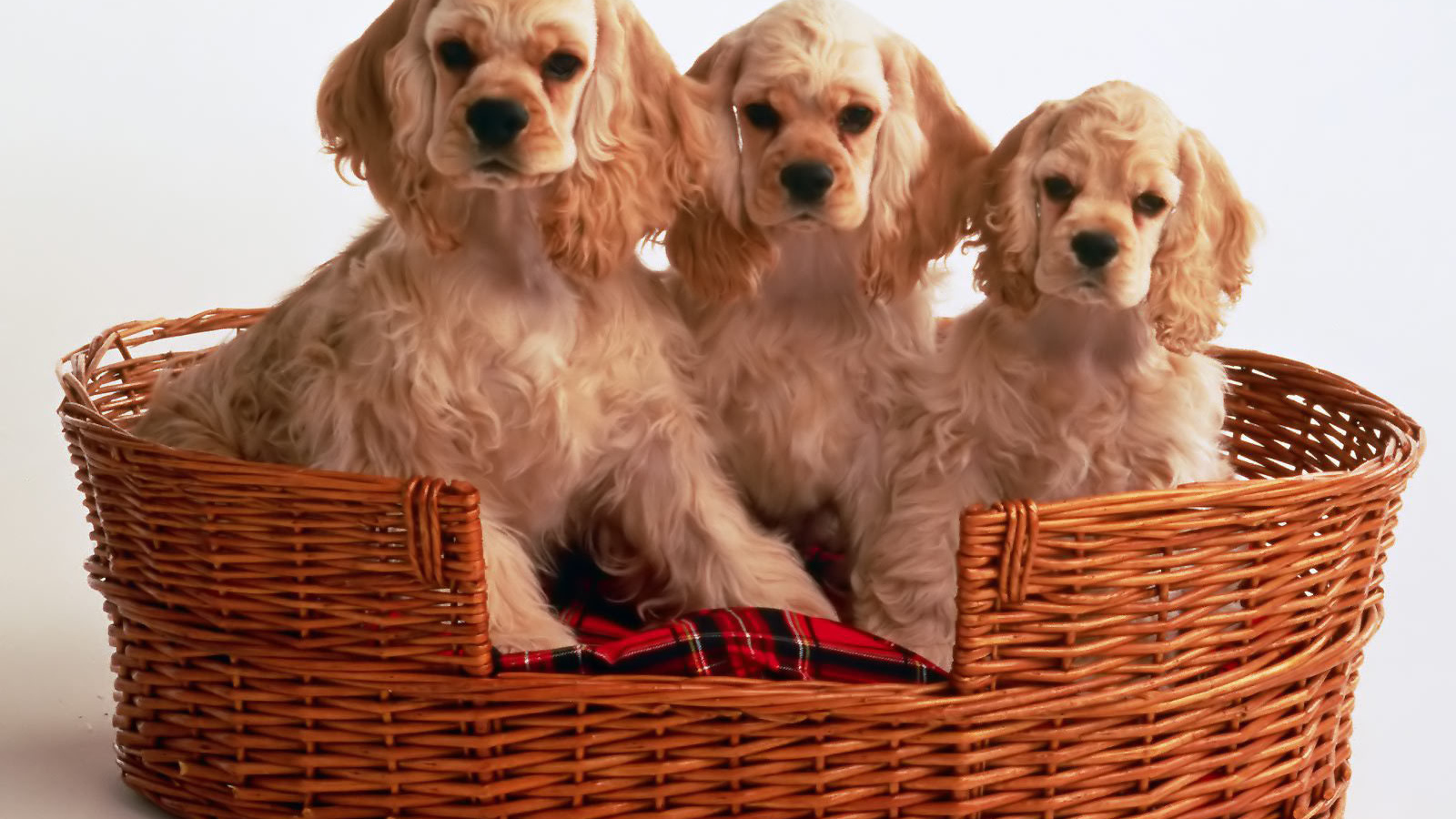 Корзина щенков спаниеля