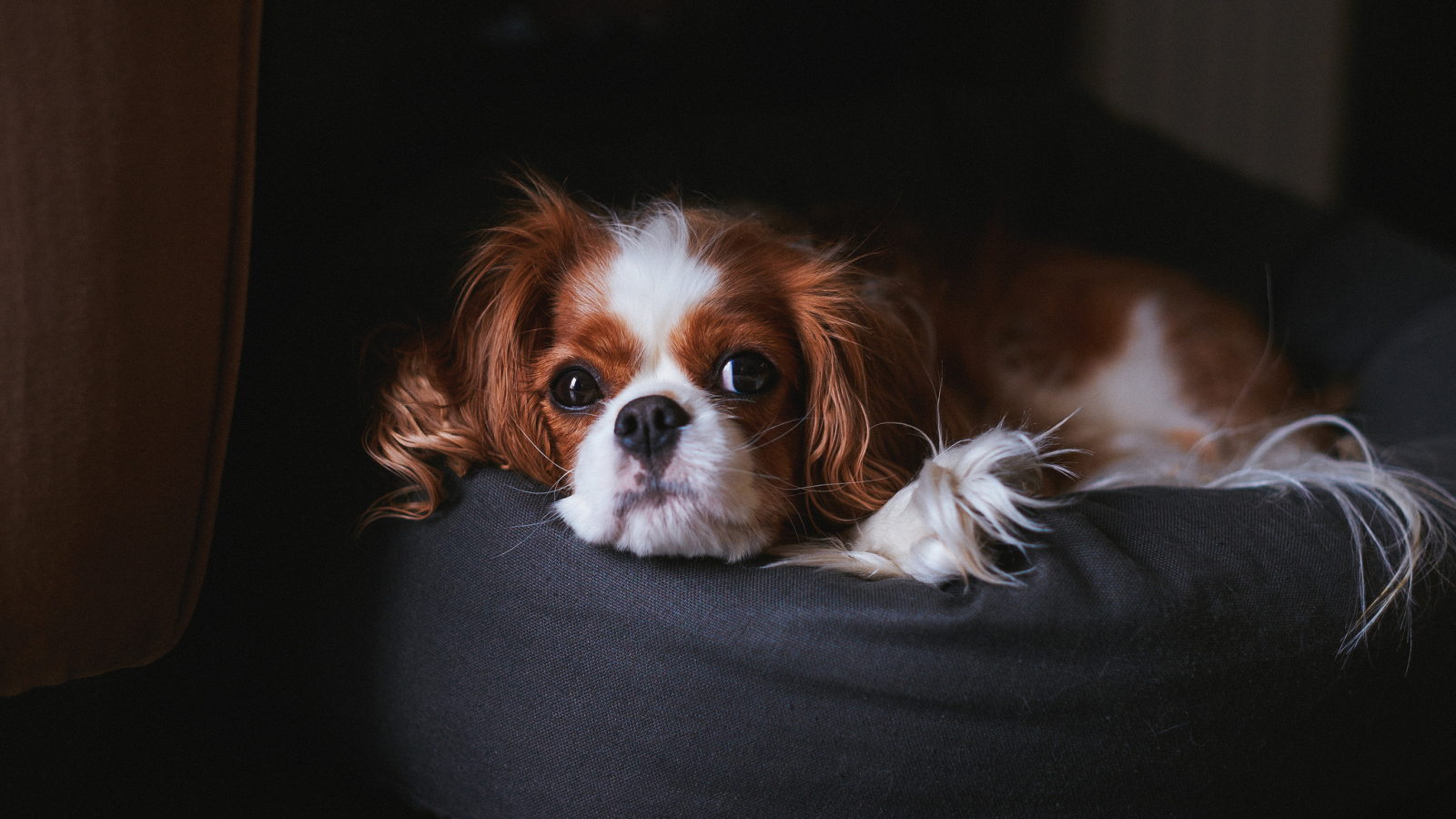 Кавалер кинг чарльз спаниель на пуфике