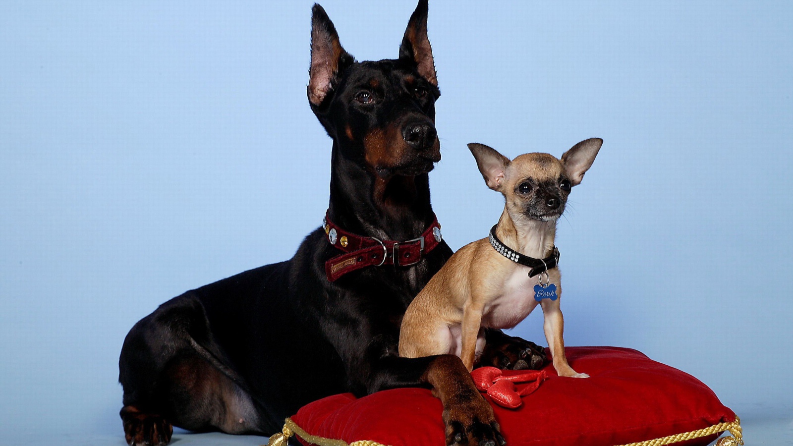 Чихуахуа и доберман