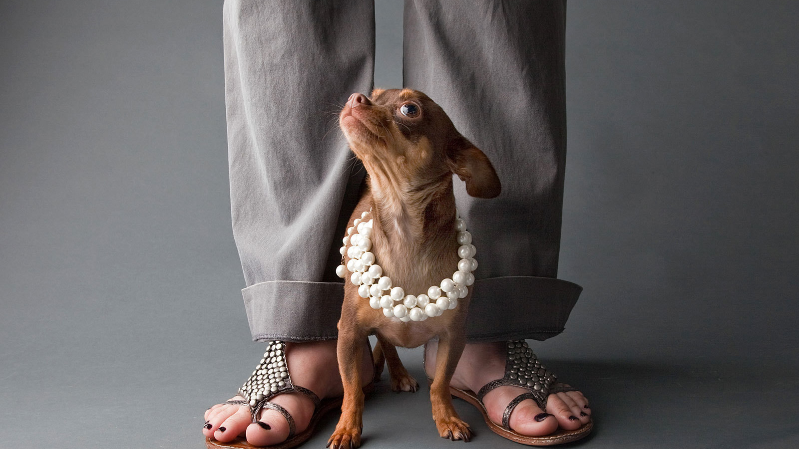 Чихуахуа у ног хозяйки