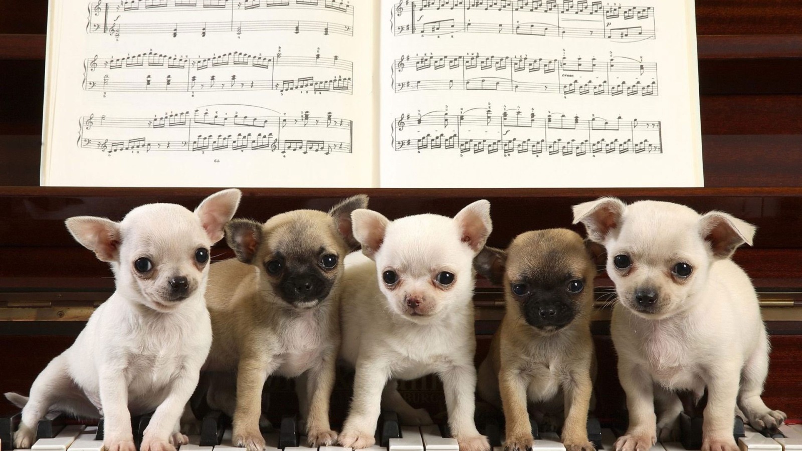 Собаки чихуахуа на пианино
