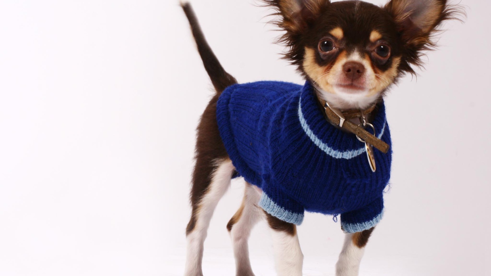 Чихуахуа в синем свитере