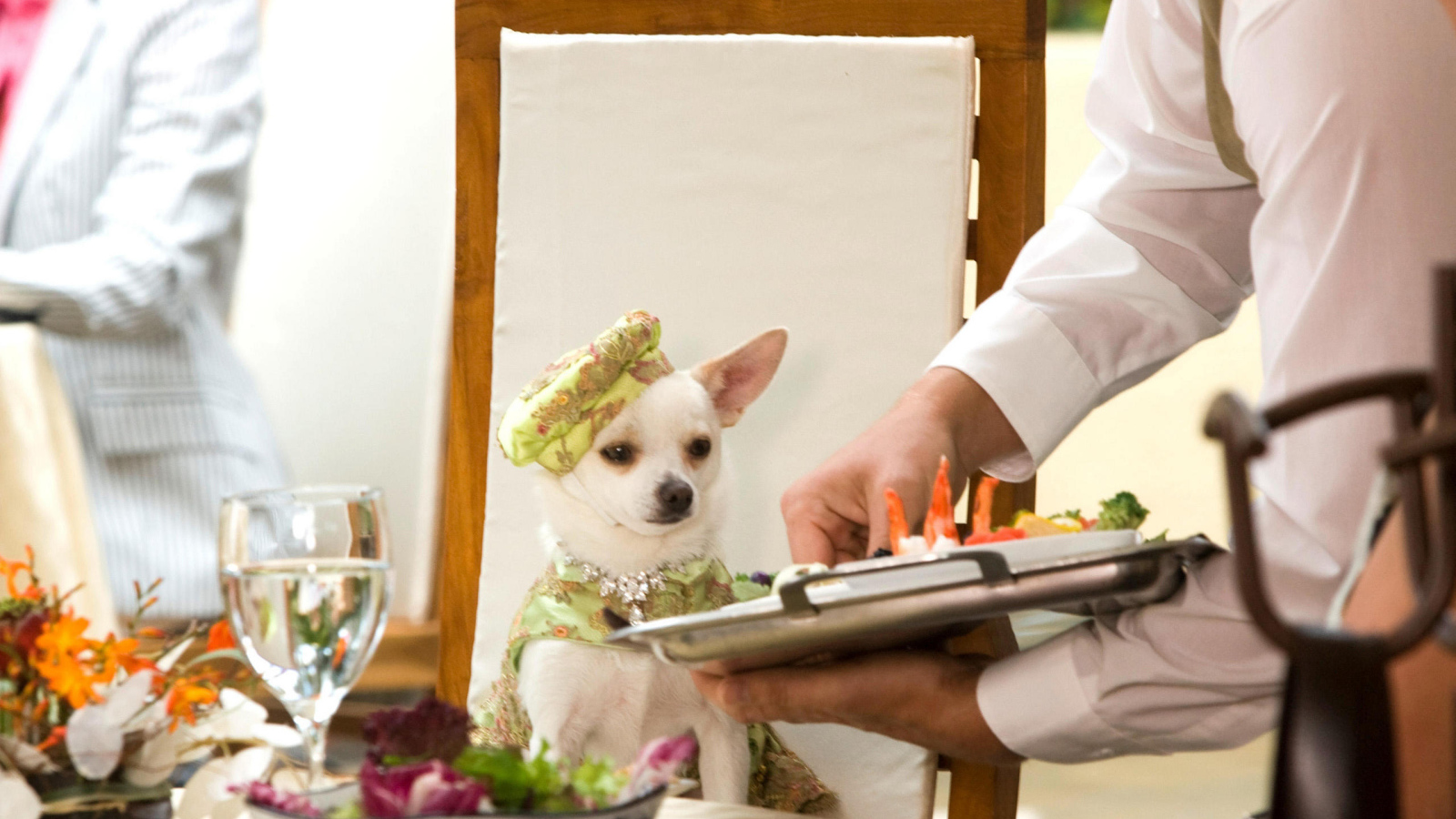 Чихуахуа в ресторане