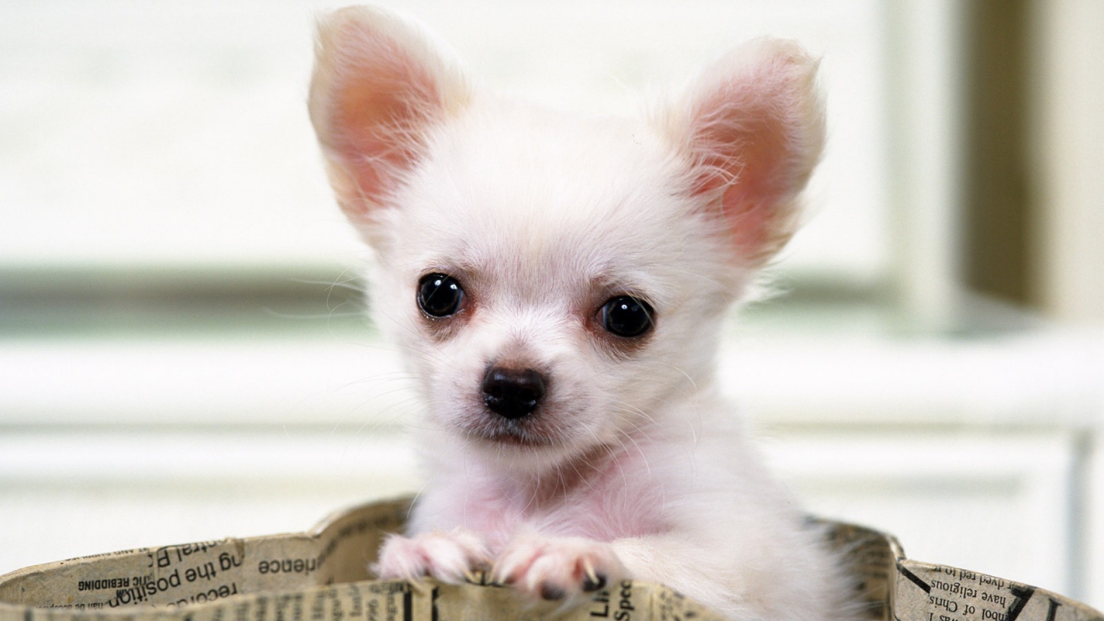 Чихуахуа выглядывает из сумки