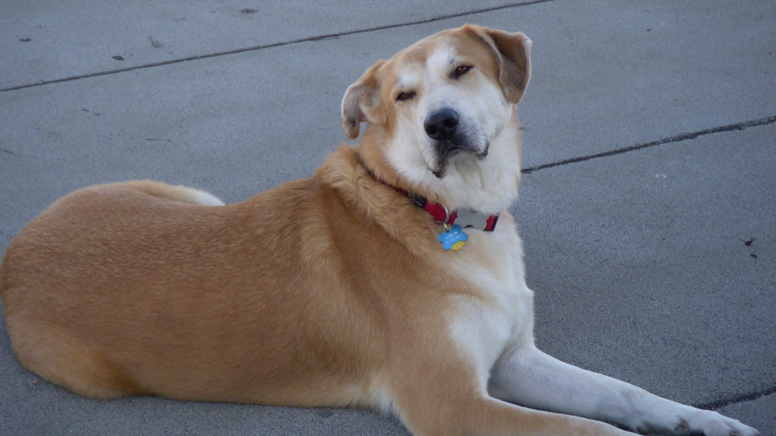 Порода собак чинук