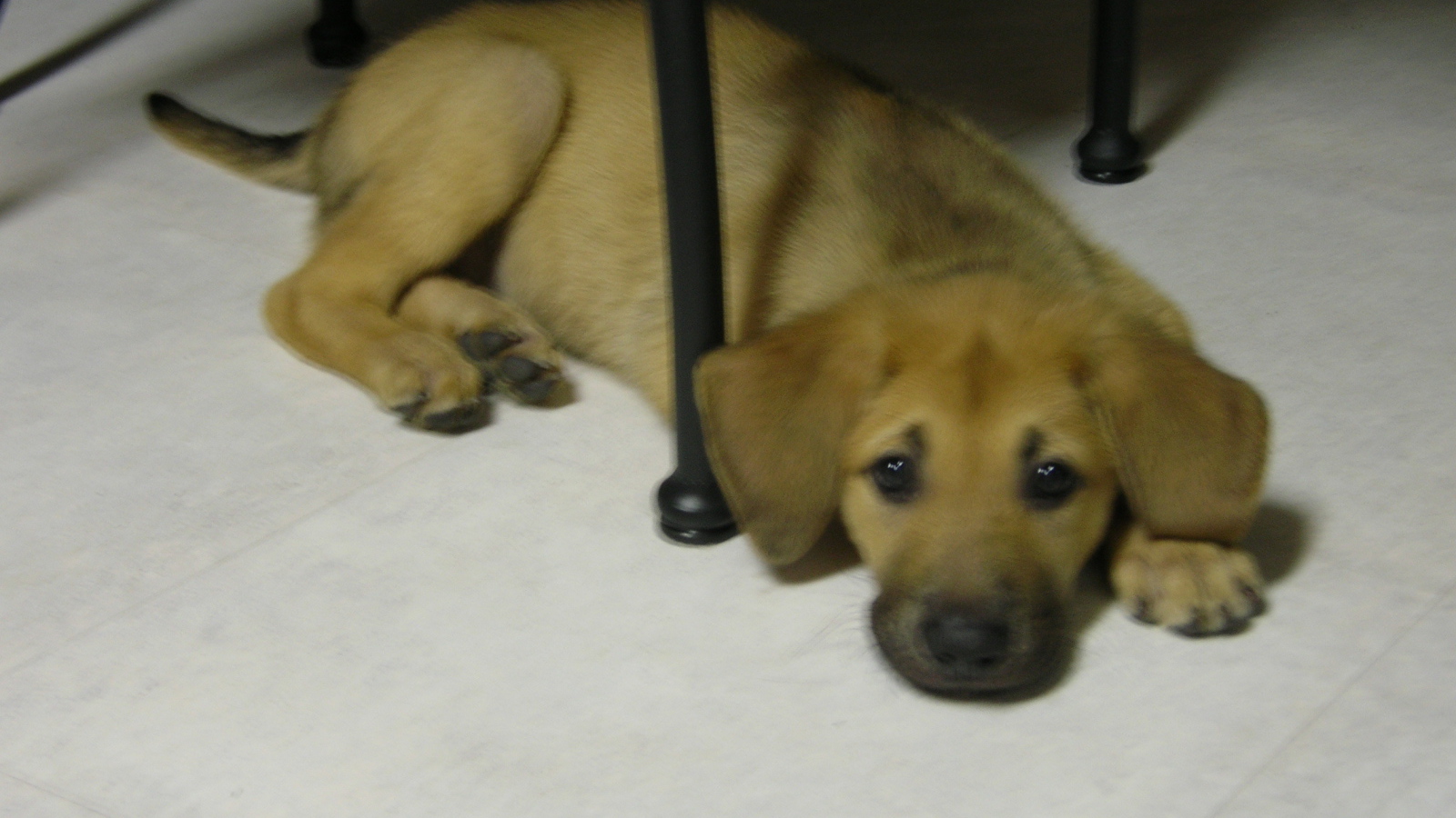 Щенок чинук на полу