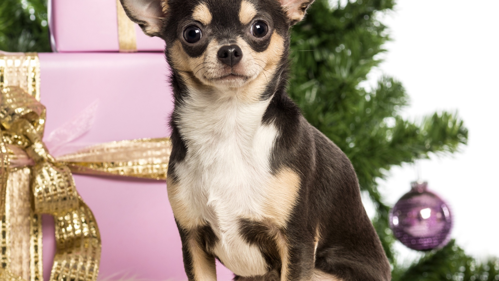 Новогодняя чихуахуа