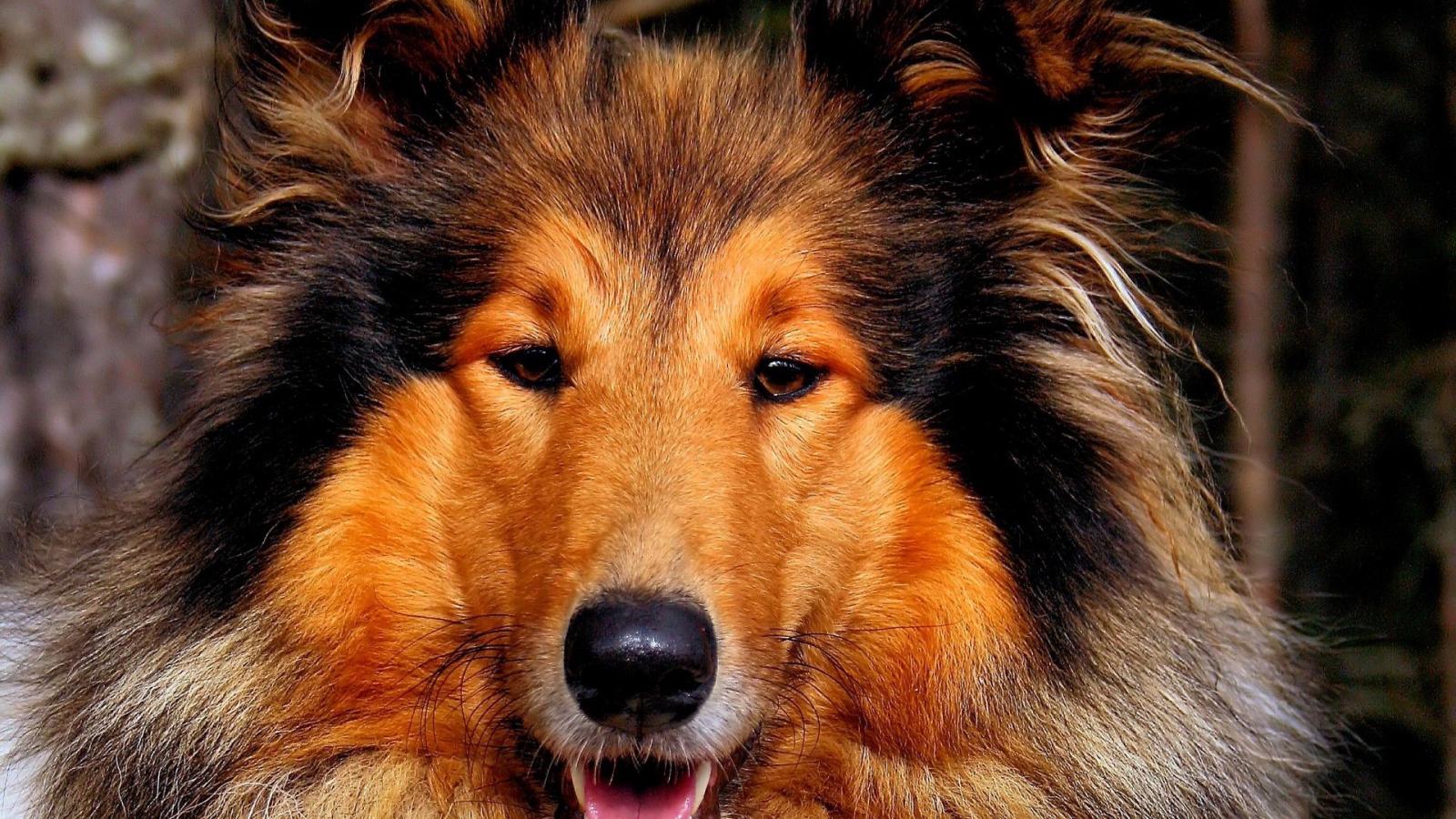 Собака колли улыбается