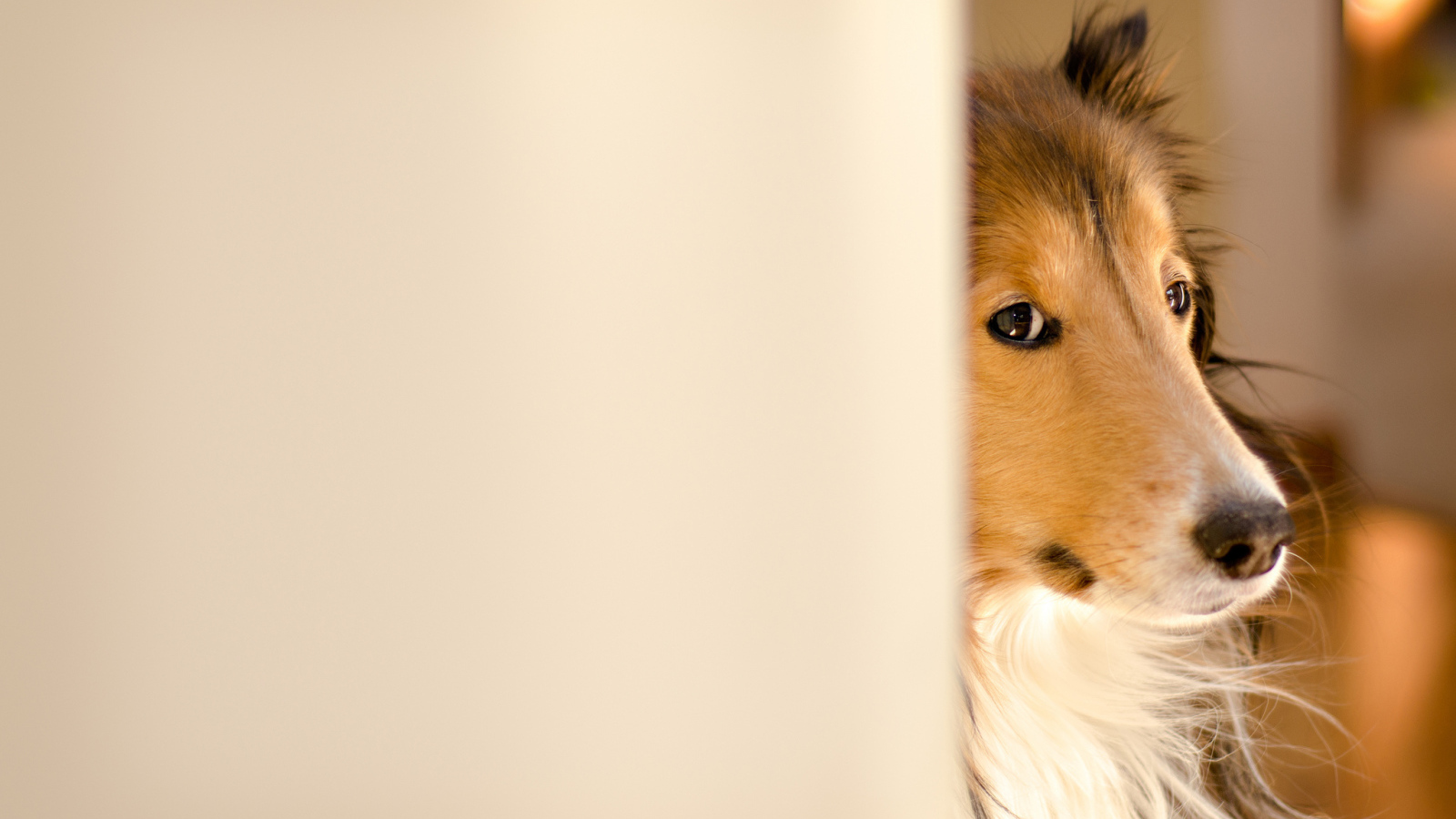 Колли выглядывает из-за стены