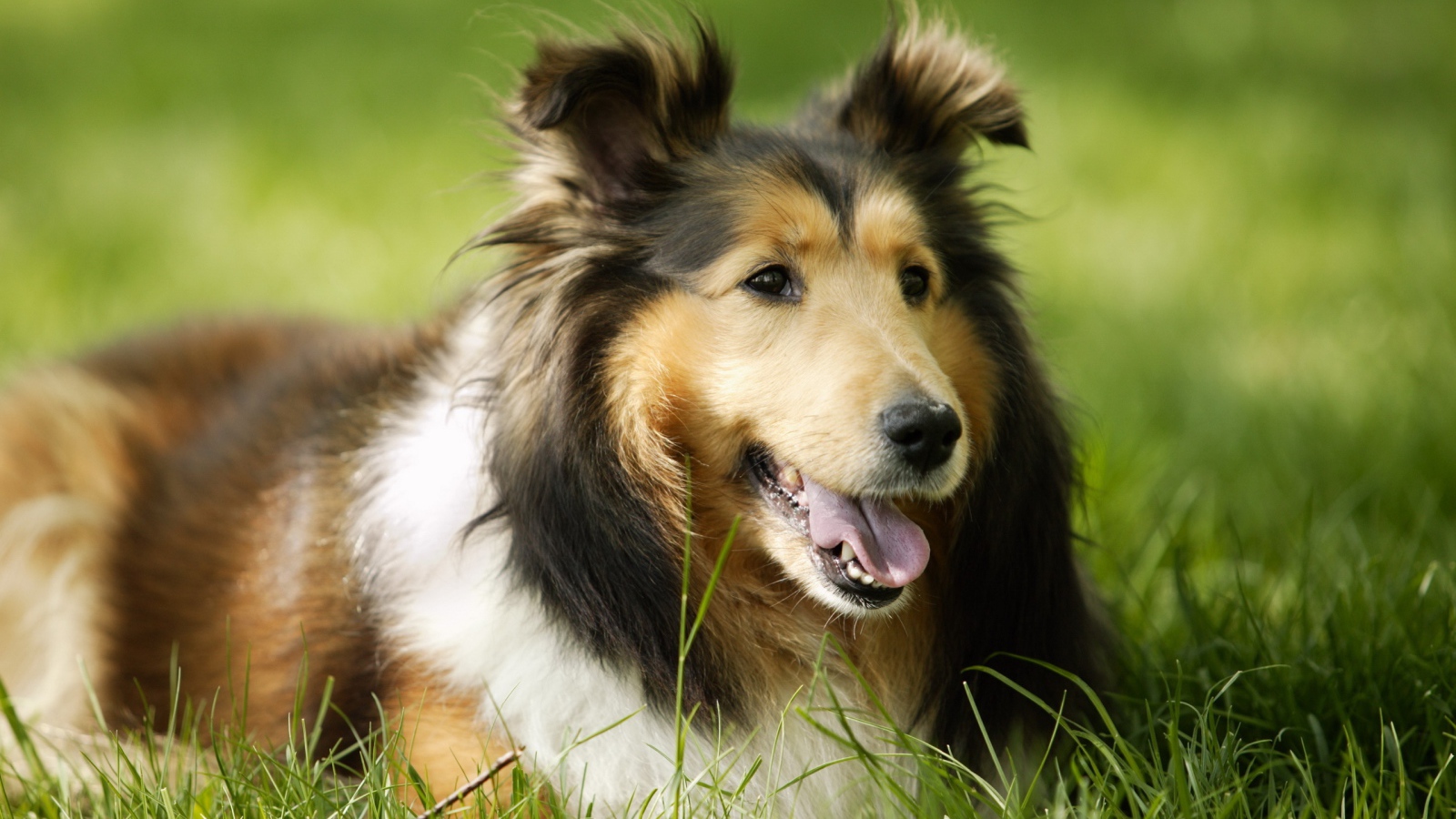 Collie lying on the grass