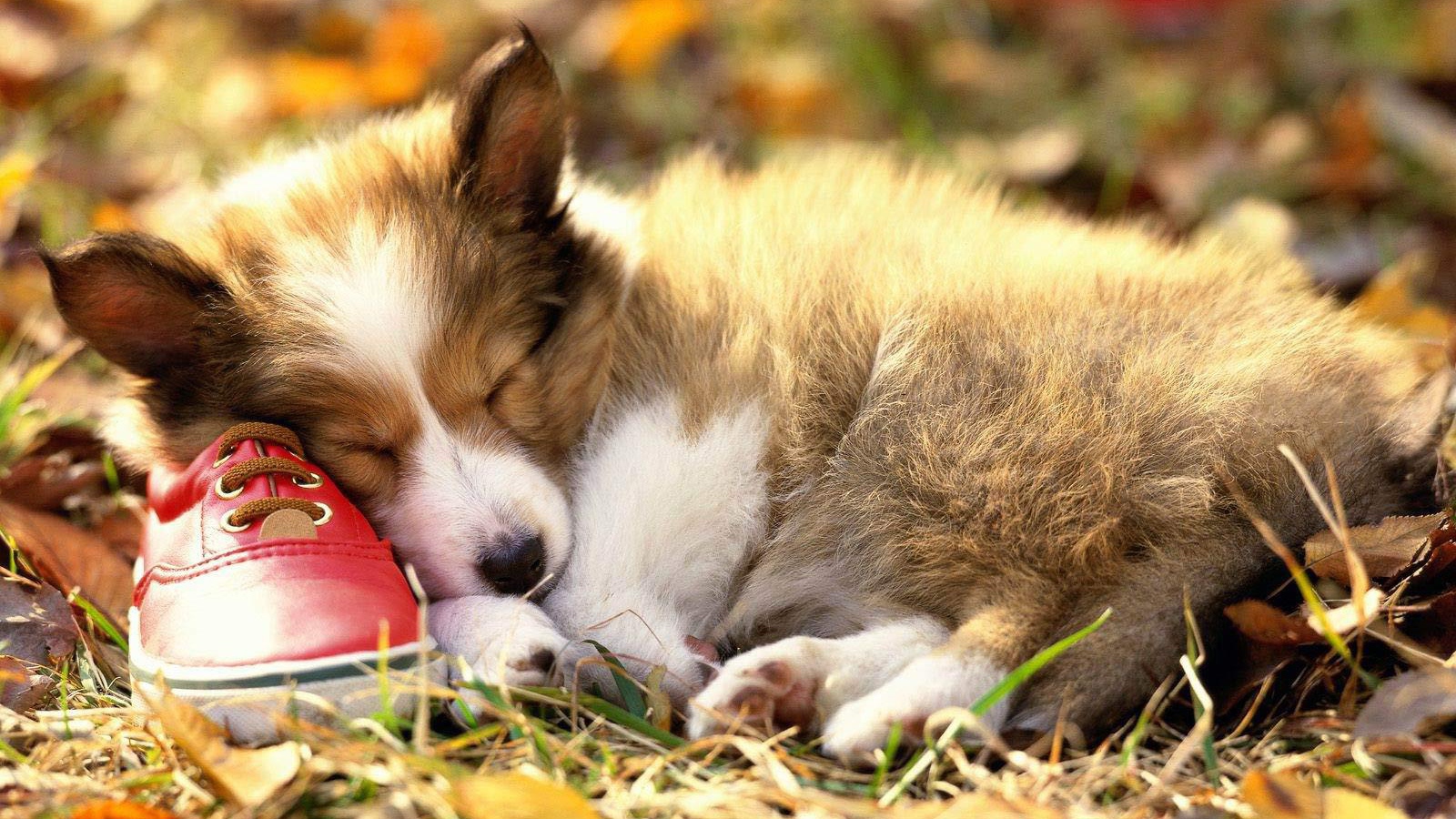 Collie puppy sleeping on a sneaker