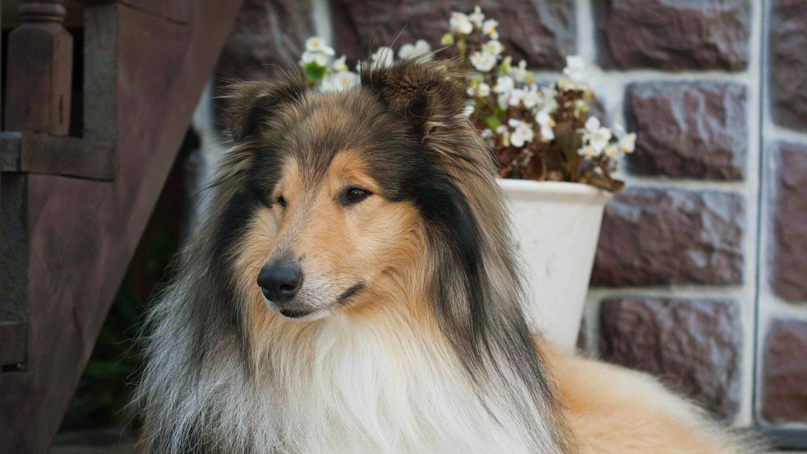 Колли с красивой прической