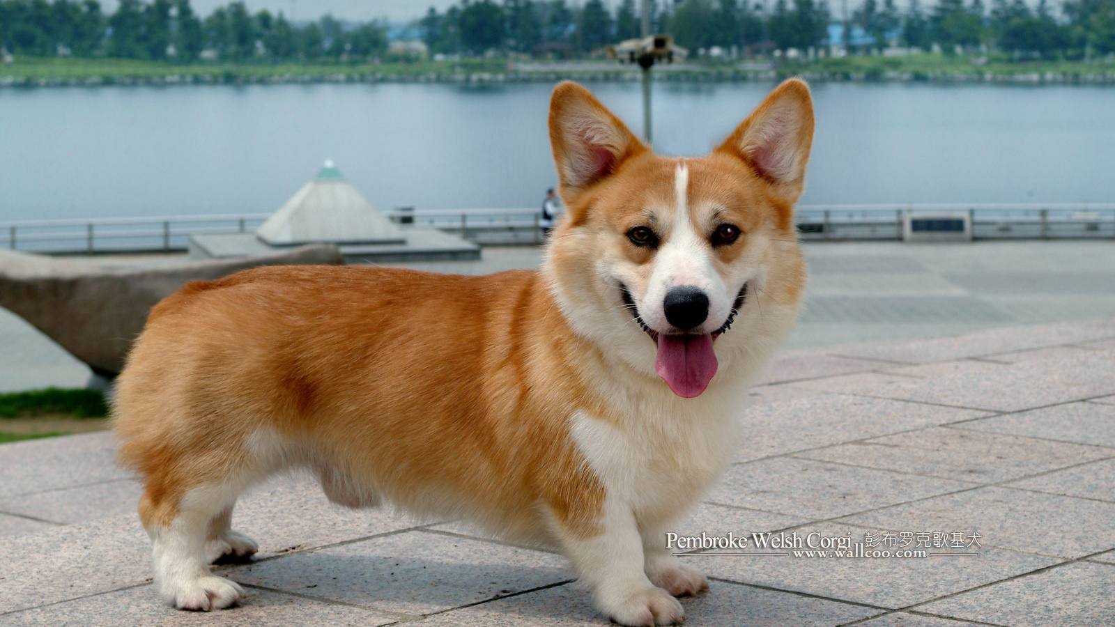 Пес вельш-корги показывает язык