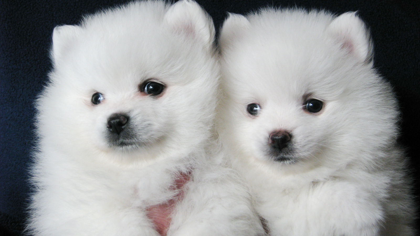 Пара щенков шпица