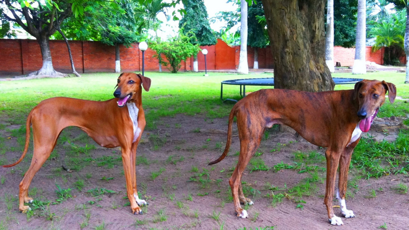 Пара собак азавак