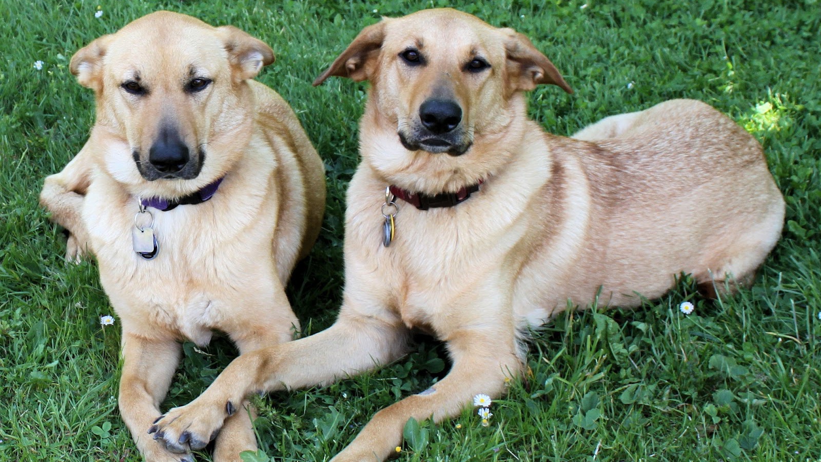 Пара собак чинук