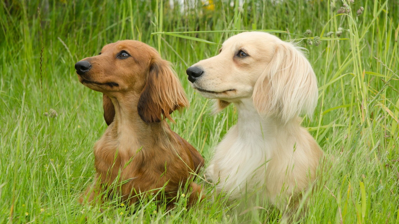 Пара такс на прогулке