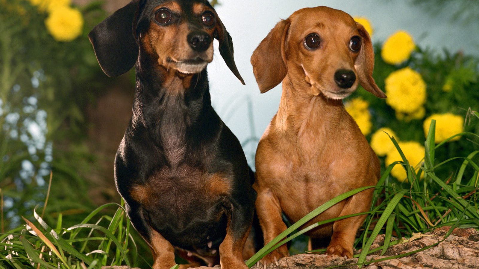 Пара такс среди цветов